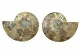 Cut & Polished, Agatized Ammonite Fossil - Madagascar #328089-1